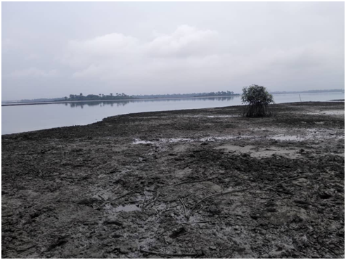 section of the study area in Gokana Local Government Area of Rivers State showing degree of devastation on vegetation exposing oil films on the earth surfaces.