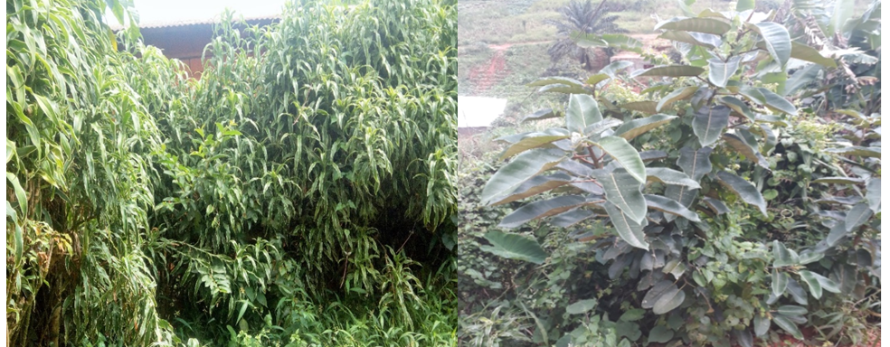 Signification of Plants in Traditional Peace Building in the Bamenda Grassfields of Cameroon: The Case of Fig Tree and Dracaena amongst the Bali Chamba Polities