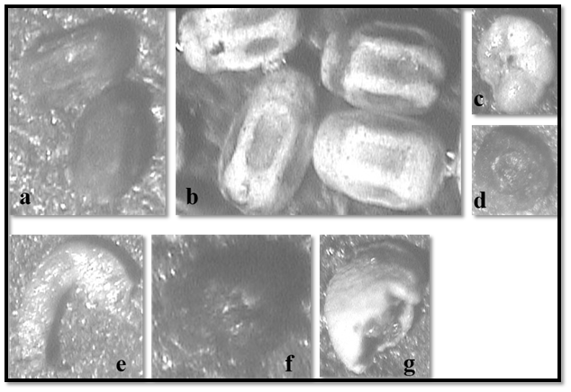 Showing micropaleontology result of the study samples: Biocoenose Lagenainferocostata (a); Thanatocoenose Lagenainferocostata (b); ThanatocoenoseAnomalinoidesspp (c); Biocoenose  Ammodiscusspp (d); Thanatocoenose Echinoderm fragment (e); Biocoenose Globigerina nepenthe (f) and Thanatocoenose ostracod fragment (g).